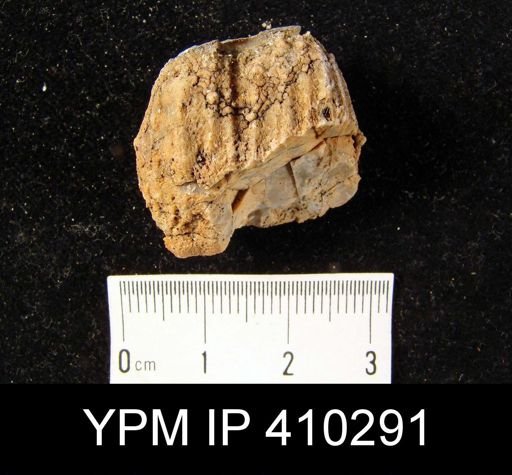 Dictyoclostus occidentalis