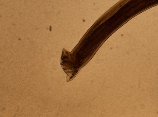 Ancylostoma caninum