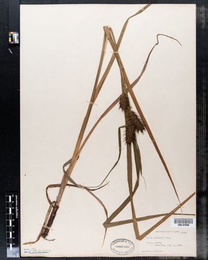 Carex lupulina