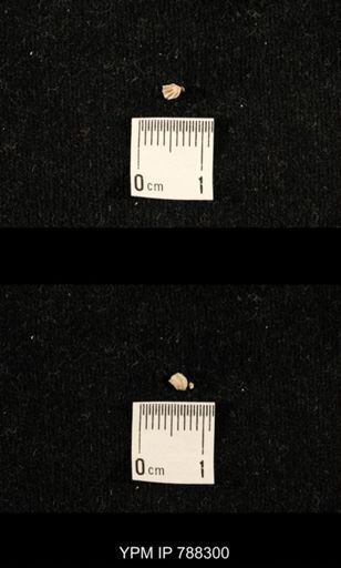 taxon undetermined