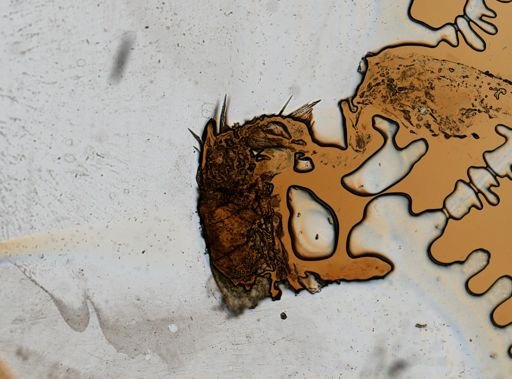 Caecidotea communis