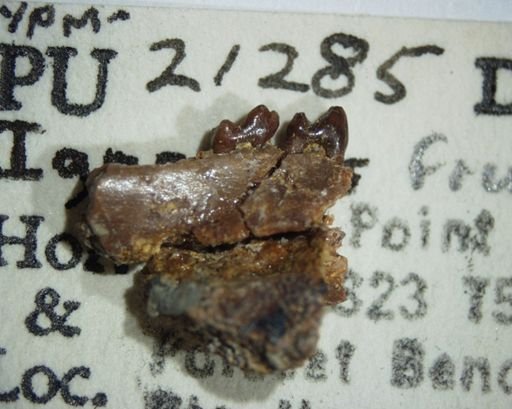 Ignacius frugivorus