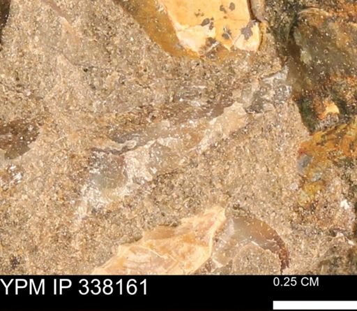 undet. Bivalvia