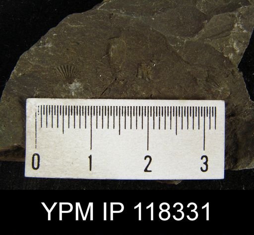 Camarotoechia neglecta
