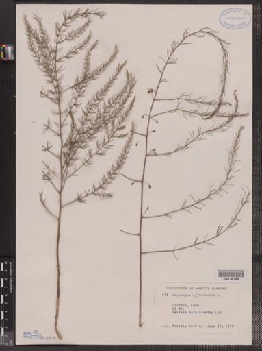 Asparagus officinalis