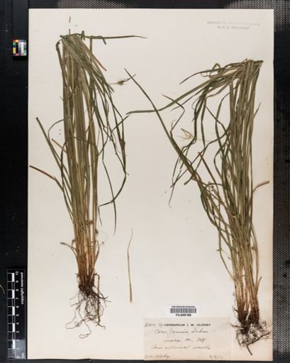 Carex jamesii