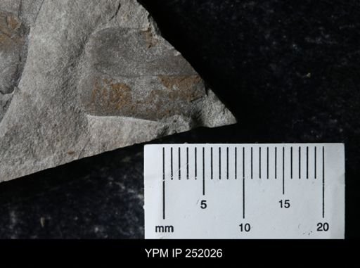Eurypterus sp.