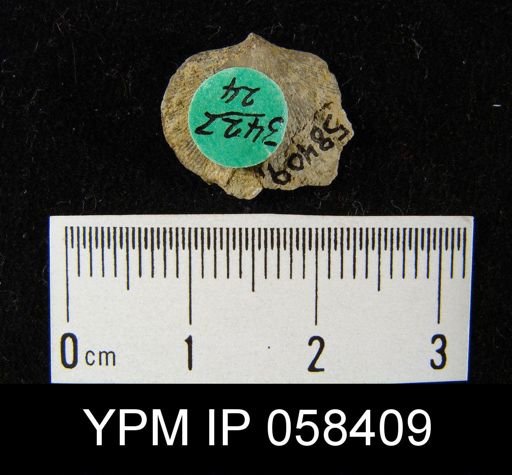 Dalmanella subcarinata