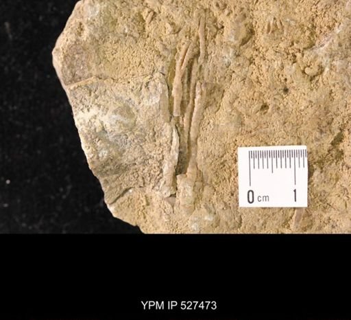 Iocrinus subcrassus