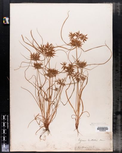 Cyperus nuttallii