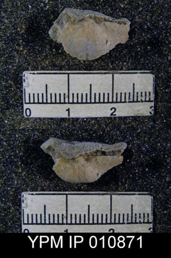 Chonetes subliratus