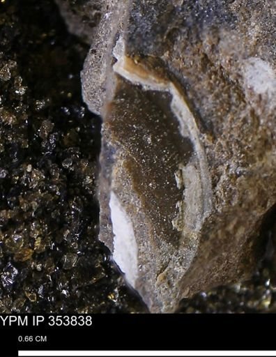 undet. Bivalvia