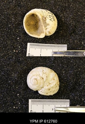 Vanikoropsis sp.