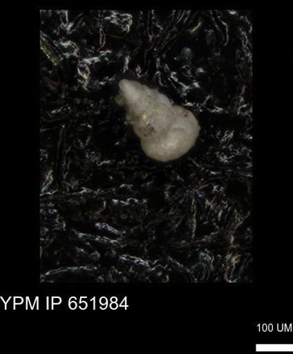 Heterohelicidae?