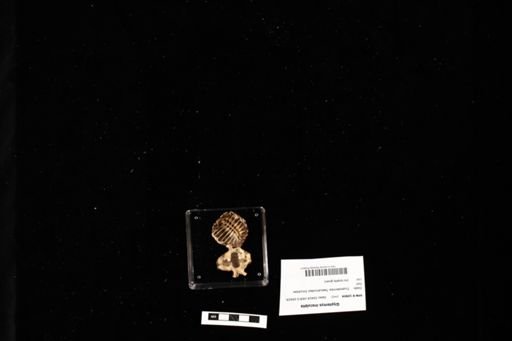 Glyptemys insculpta