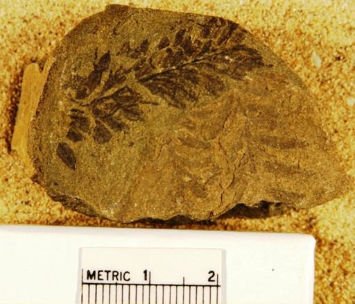 Metasequoia cuneata
