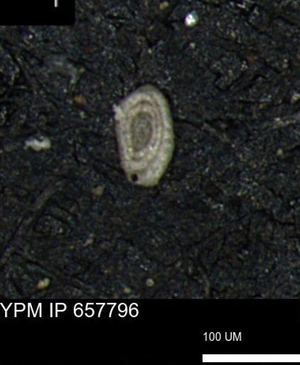 Spirolocammina subcircularis