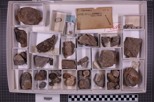mixed taxa, stratigraphic collection