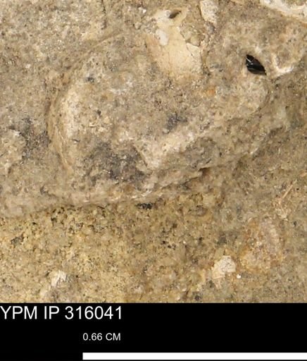 undet. Mollusca
