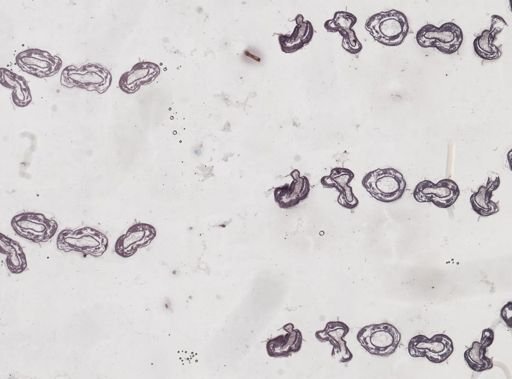 Apis mellifera