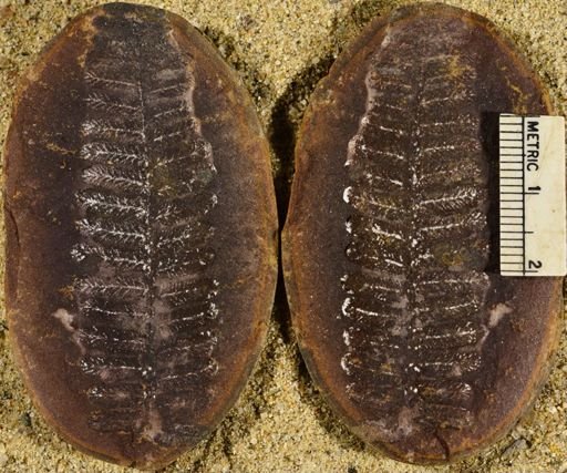 Pecopteris sp.