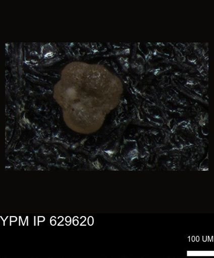 undet. Foraminiferida