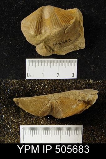 undet. Cyrtospiriferoidea