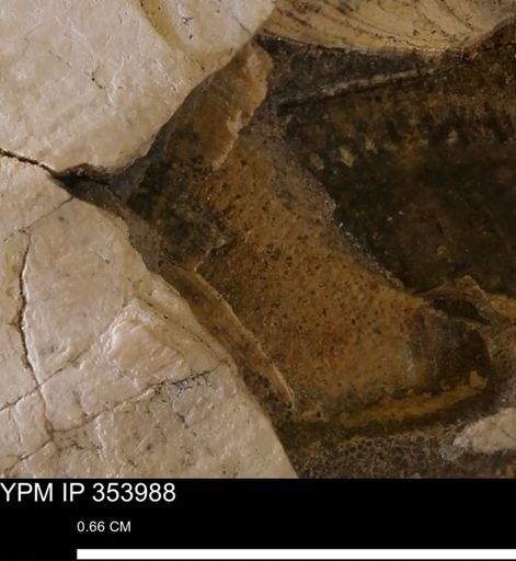undet. Bivalvia