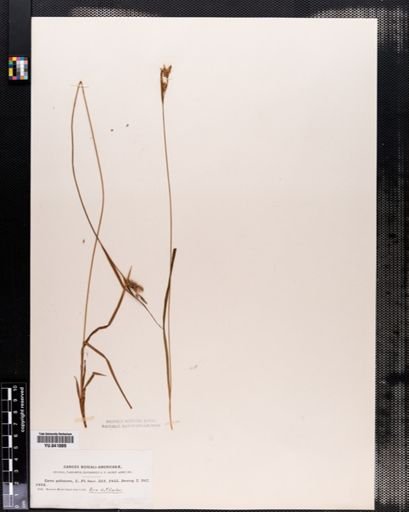 Carex pallescens