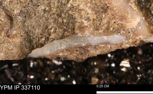 undet. Mollusca