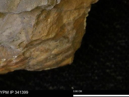 Scaphites sp.