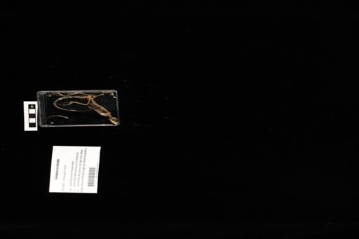 Sceloporus occidentalis