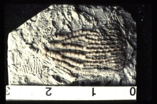 Hylodecrinus gibsoni