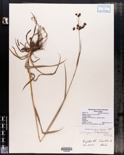 Scirpus atrovirens