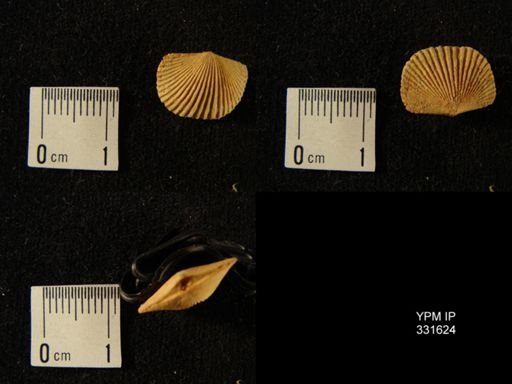 Dinorthis holdeni