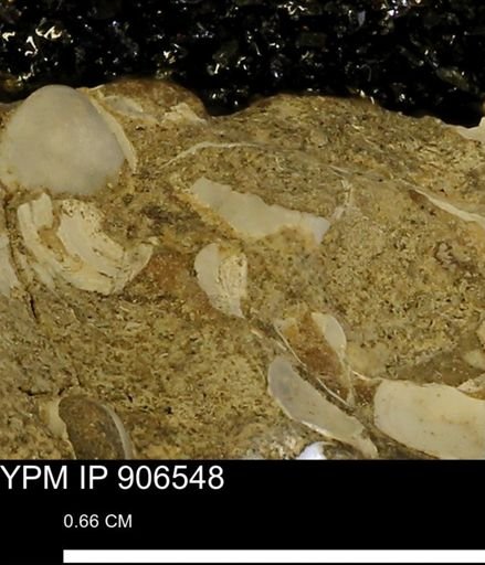 undet. Mollusca