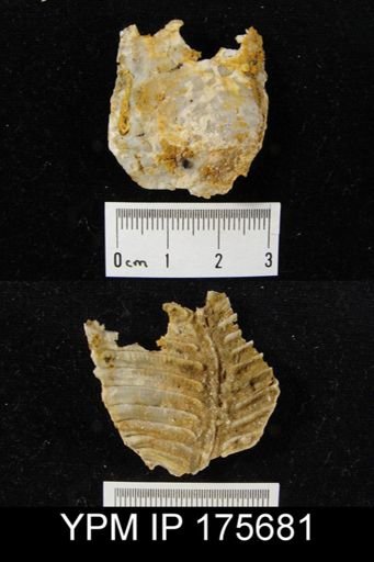 Leptodus sp.