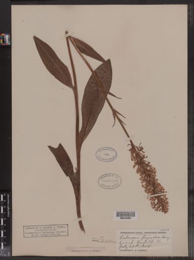 Habenaria psycodes