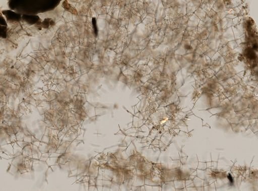 Haliclona tubifera