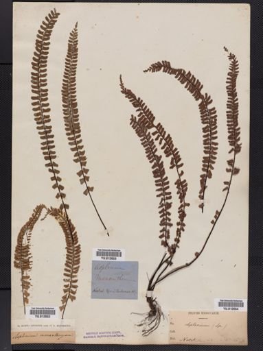Asplenium