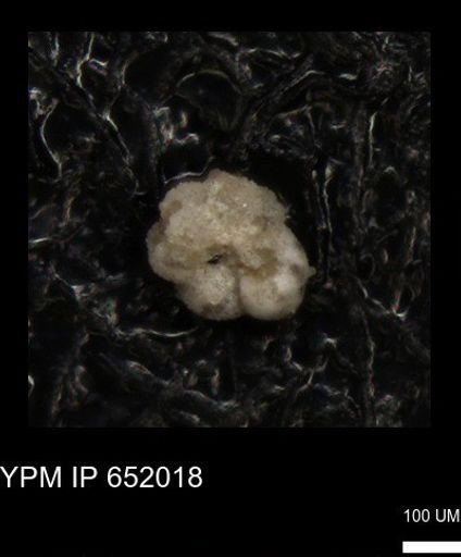 undet. Rugoglobigerinidae