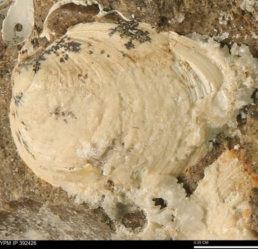 Protocardia subquadrata