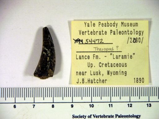 Theropoda?