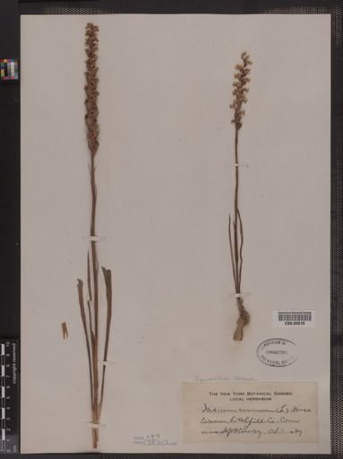 Spiranthes cernua