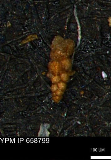 Verneuilinoides kansasensis