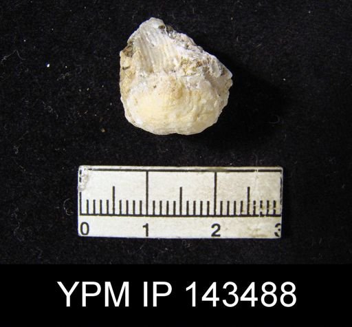 Marginifera typica