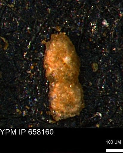 undet. Foraminiferida