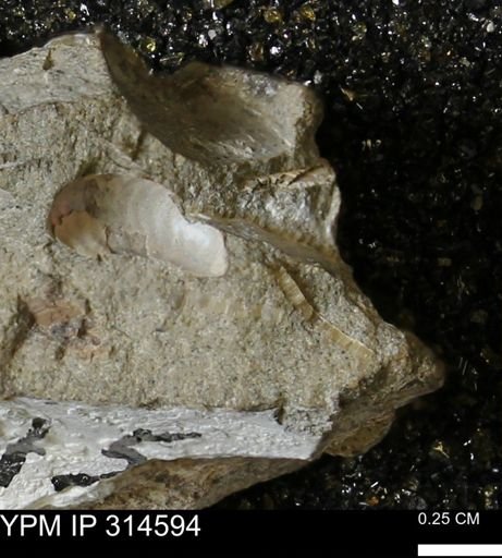 undet. Mollusca