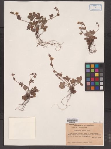 Potentilla canadensis