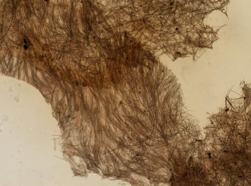 Tedania ignis